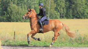 Cavalière montant un cheval bai en extérieur