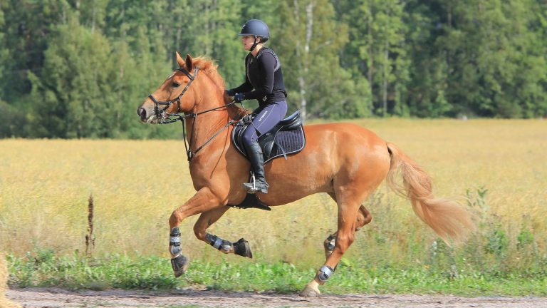 Cavalière montant un cheval bai en extérieur