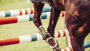 Saut d obstacles en concours equestre