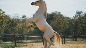 Cheval en plein saut d obstacles en concours equestre