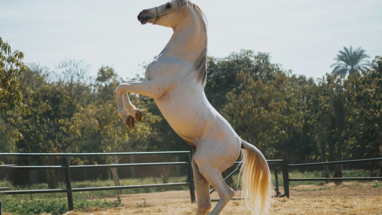 Cheval en plein saut d obstacles en concours equestre