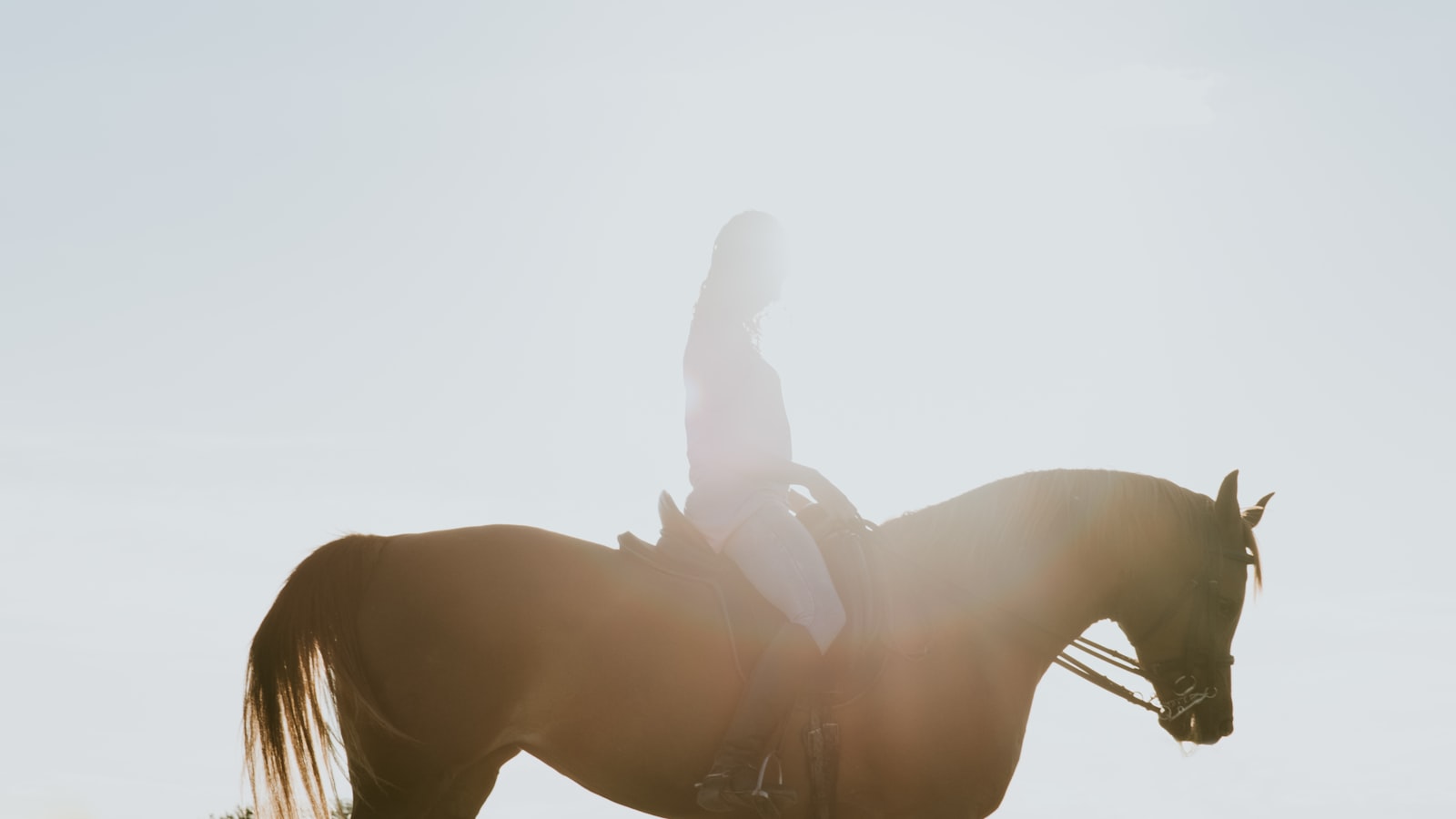 Cavalier à cheval en pleine sortie équestre