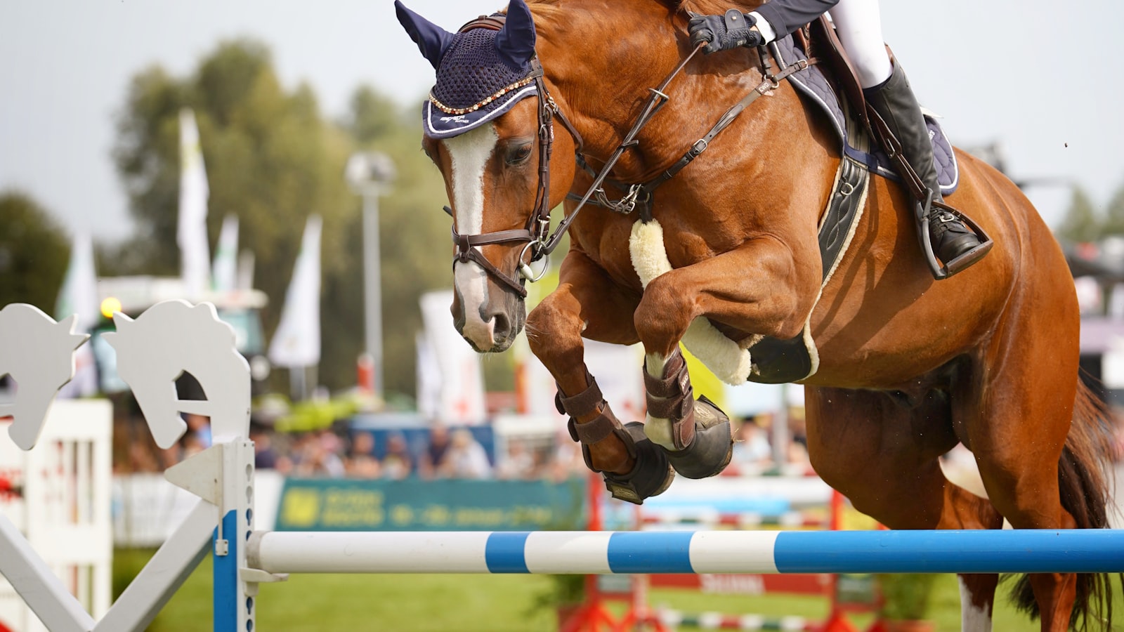 Cheval et cavalier en epreuve equestre