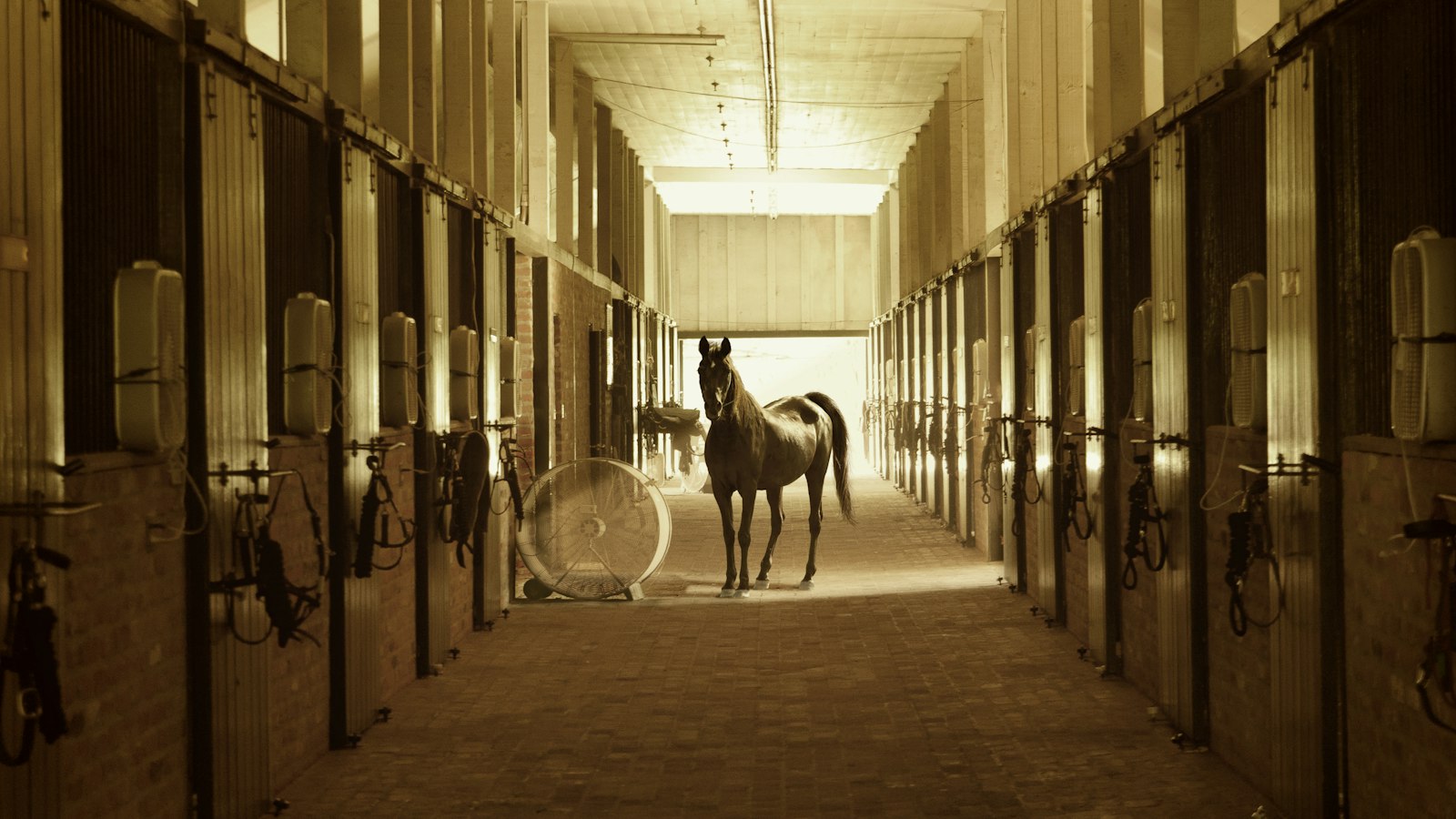 Cheval brun dans une écurie, allée centrale
